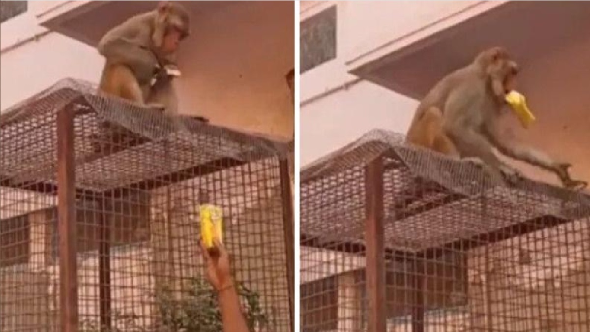 চশমা ছিনিয়েছে বানর, ফেরত পেতে দিতে হলো ‘ঘুষ’