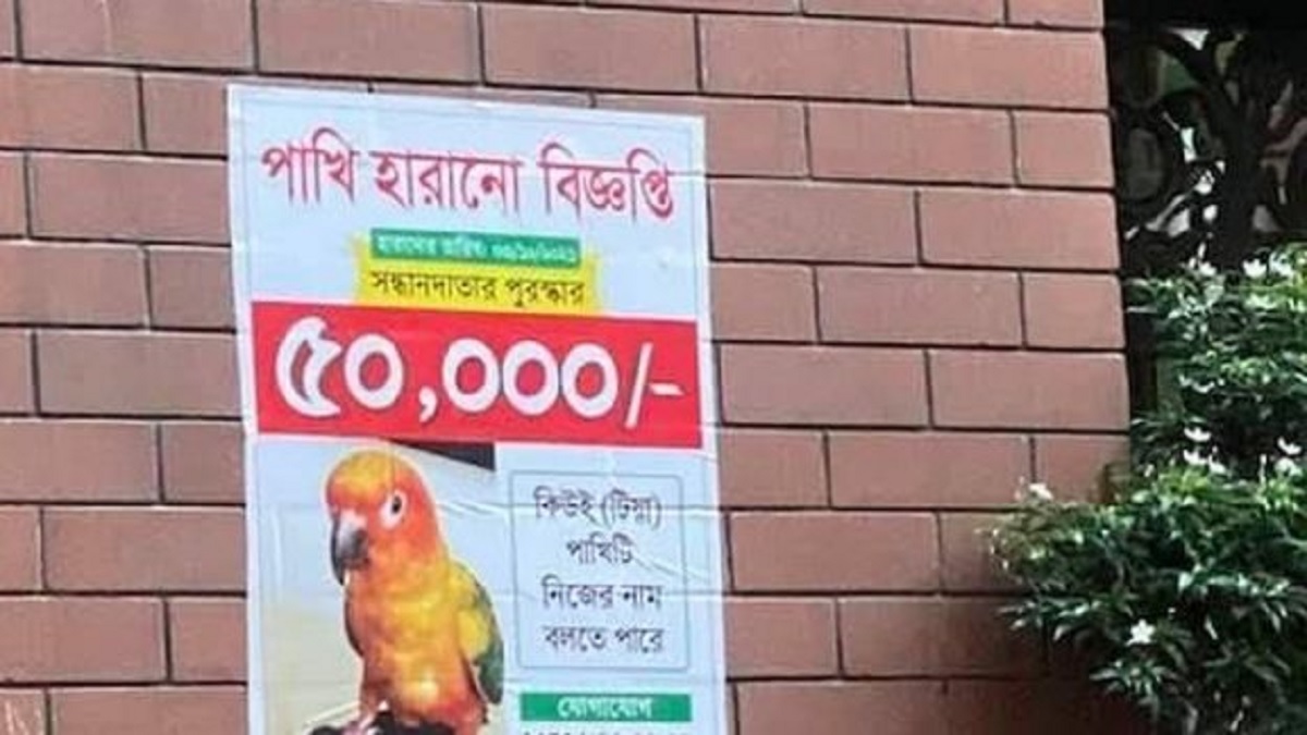পাখিটি নিখোঁজ, সন্ধান দিলেই পাবেন ৫০ হাজার টাকা!