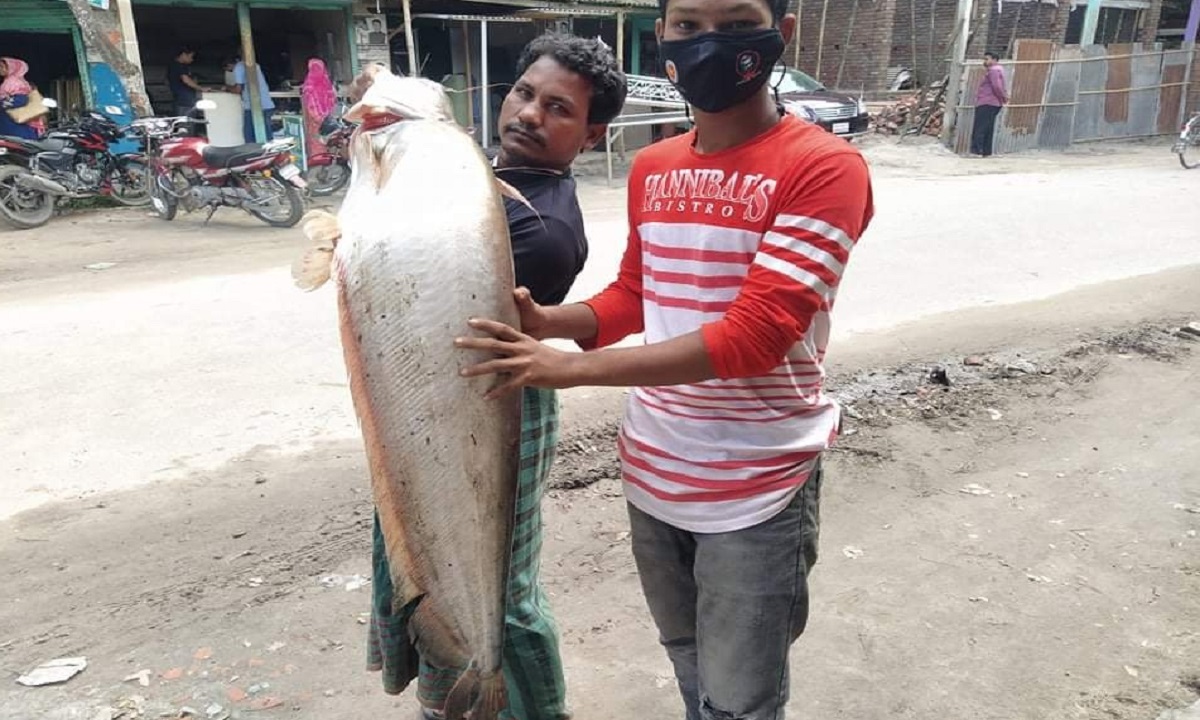 কুড়িগ্রামে সাড়ে ১৫ কেজির বোয়াল ১৮ হাজারে বিক্রি