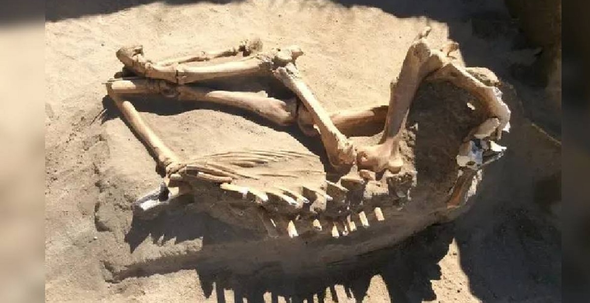 বাড়ির দেয়াল খুঁড়তেই বের হলো হাড়গোড়, মানুষ না পশুর!