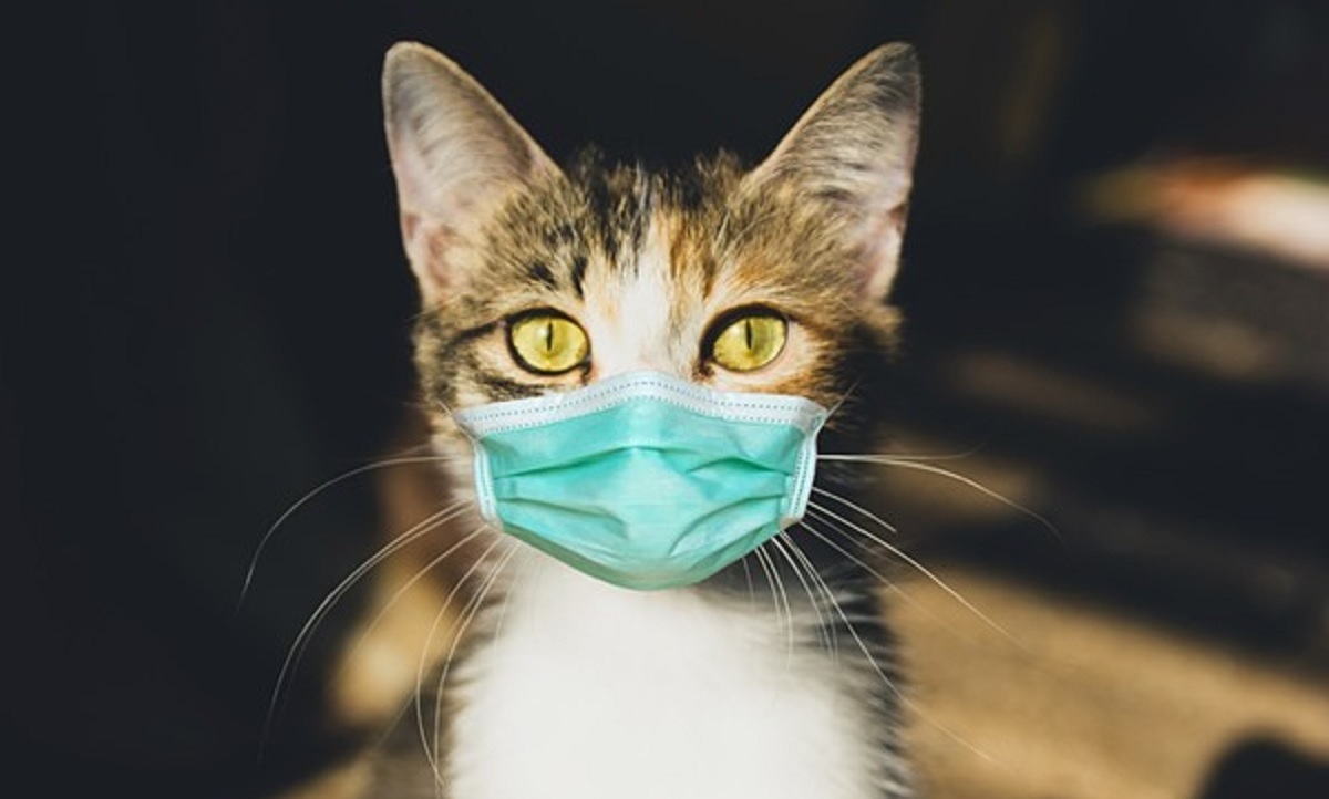 এবার করোনায় আক্রান্ত বিড়াল