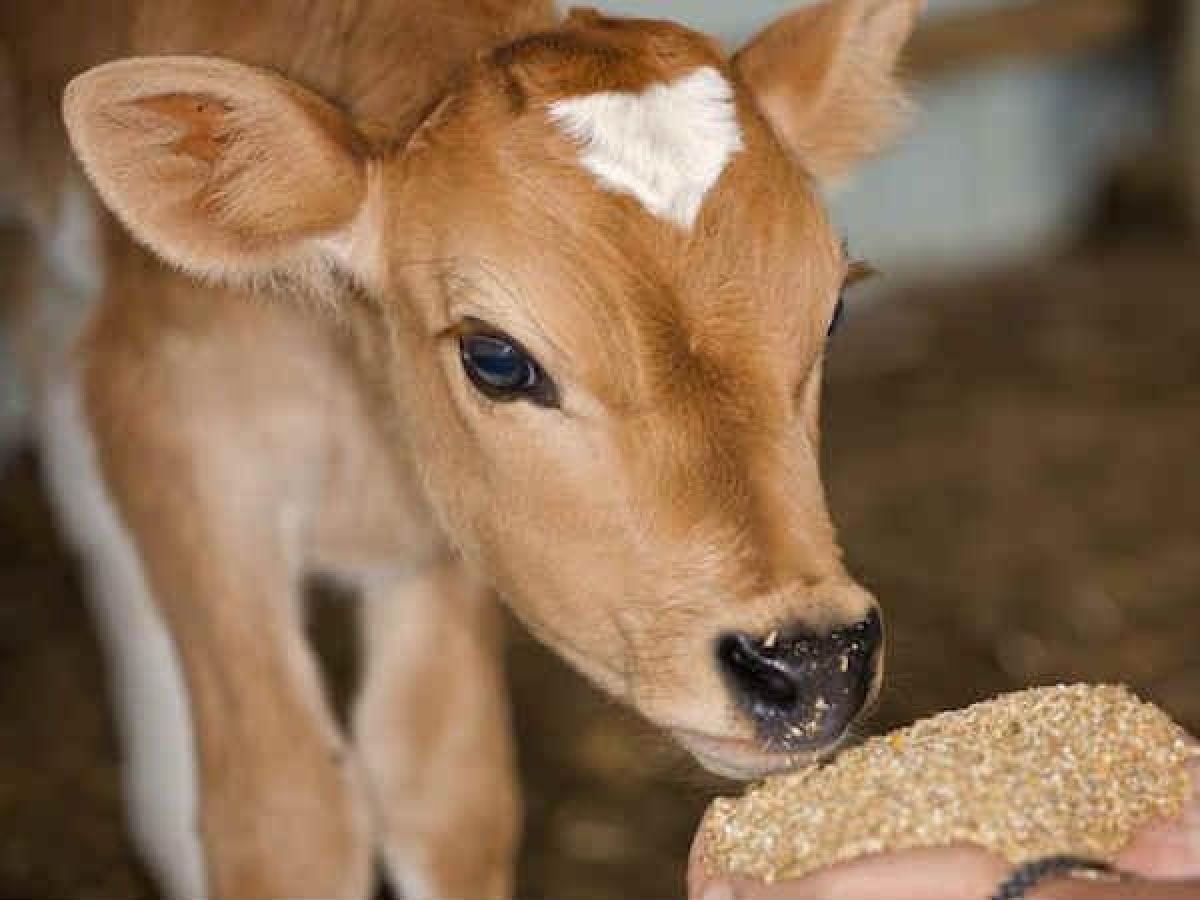 গরু জবাই নিষিদ্ধ হলো শ্রীলঙ্কায়