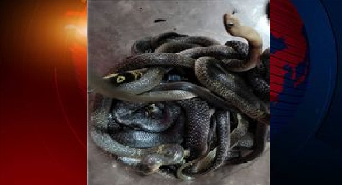 বাড়ির টয়লেট থেকে ২২টি পদ্মগোখরা সাপ উদ্ধার