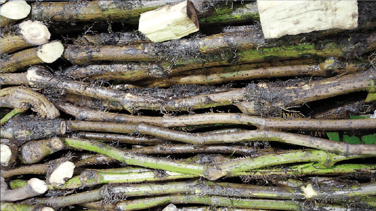 চুইঝালের জাদুকরী ক্ষমতা