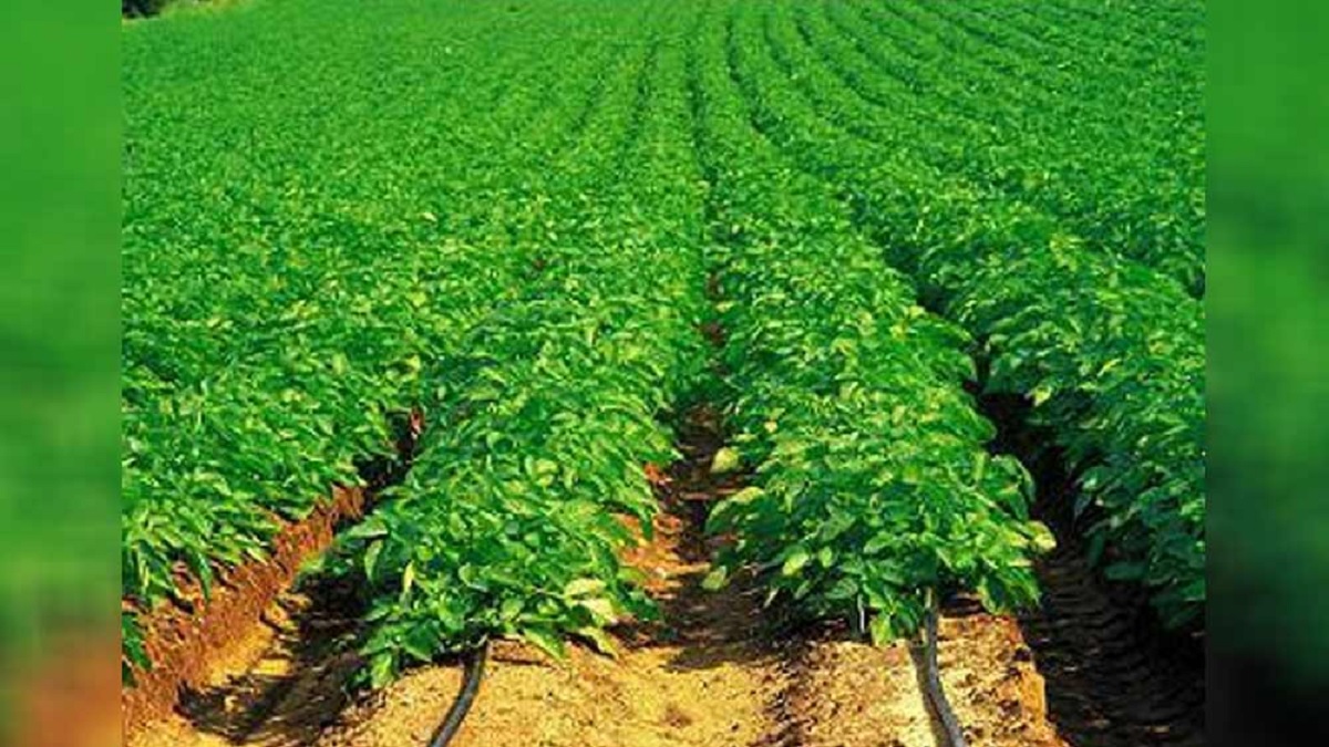 কোটি কোটি টাকা খরচে তৈরি স্টেডিয়ামে চাষ হচ্ছে লাউ-মরিচ!