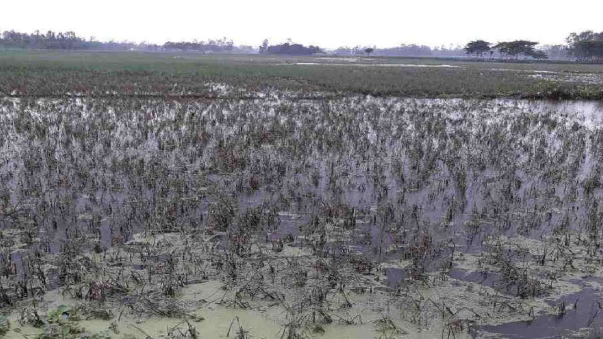 অসময়ের বন্যায় ভেসে যাচ্ছে ফসল; উত্তরবঙ্গের চাষীদের মাথায় হাত