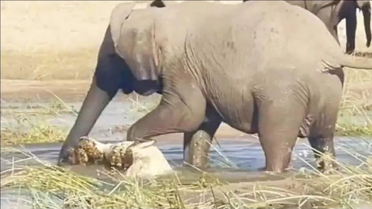 সন্তানকে বাঁচাতে কুমিরের সাথে হাতির যুদ্ধ