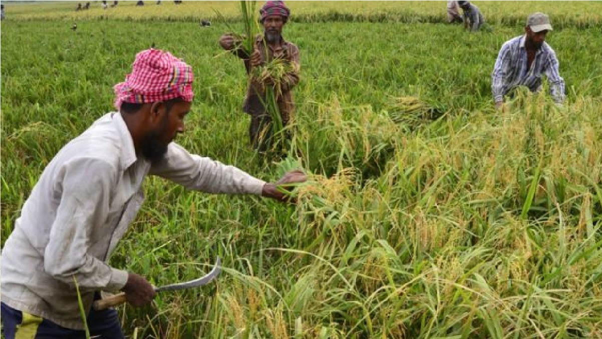 খাদ্য উৎপাদন ও চাহিদা নিয়ে পরিসংখ্যান বিভ্রান্তি