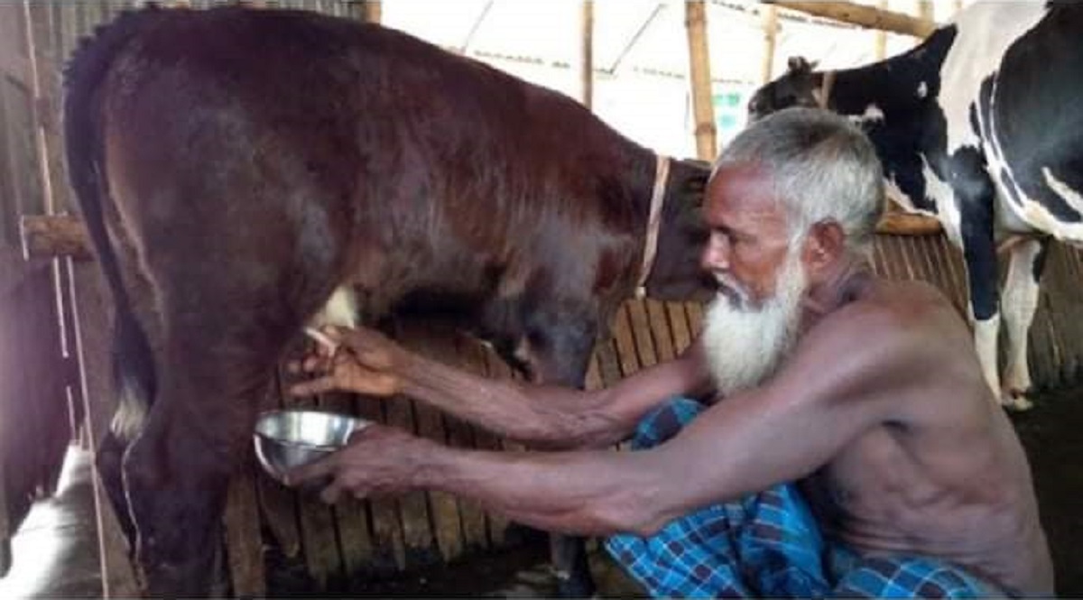 ৪০ দিনের বাছুর দিচ্ছে দুধ