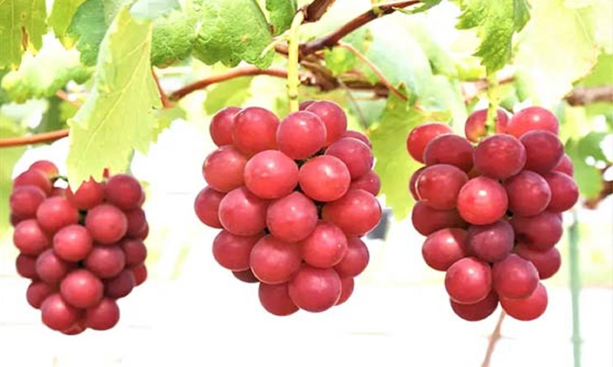 এক থোকা আঙুরের দাম ১০ লক্ষ টাকা!