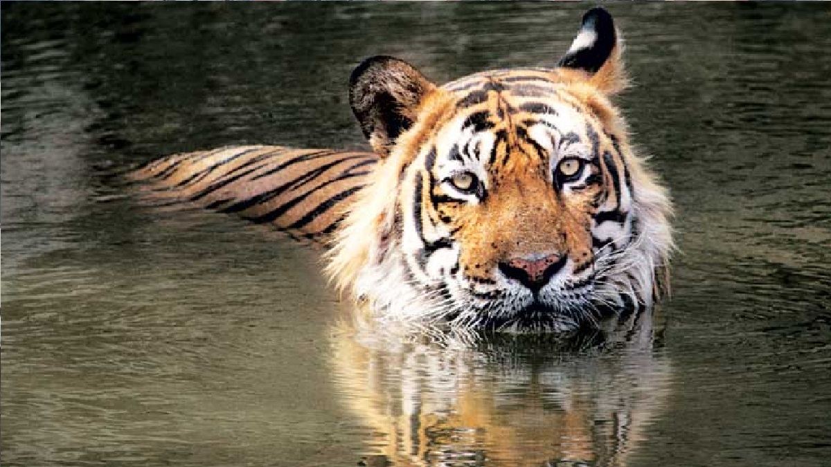 এক বছর চেষ্টায় অবশেষে আটক করা হলো নীলগিরির সেই মানুষখেকো বাঘ