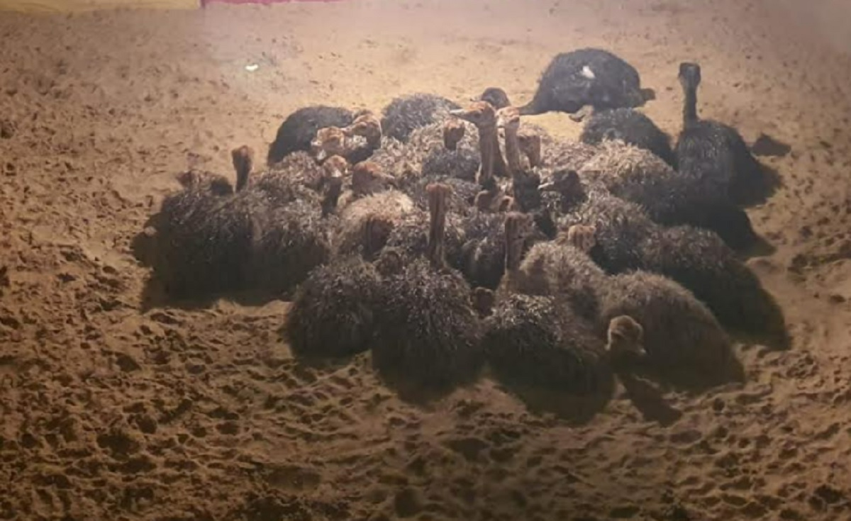 নেত্রকোণায় শতাধিক বিদেশি পাখির বাচ্চা উদ্ধার, আটক ৩