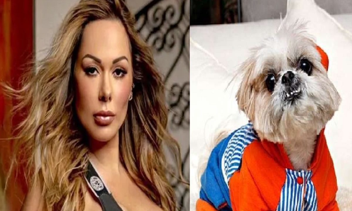 মডেলের উত্তরাধিকার সূত্রে কোটিপতি কুকুর!