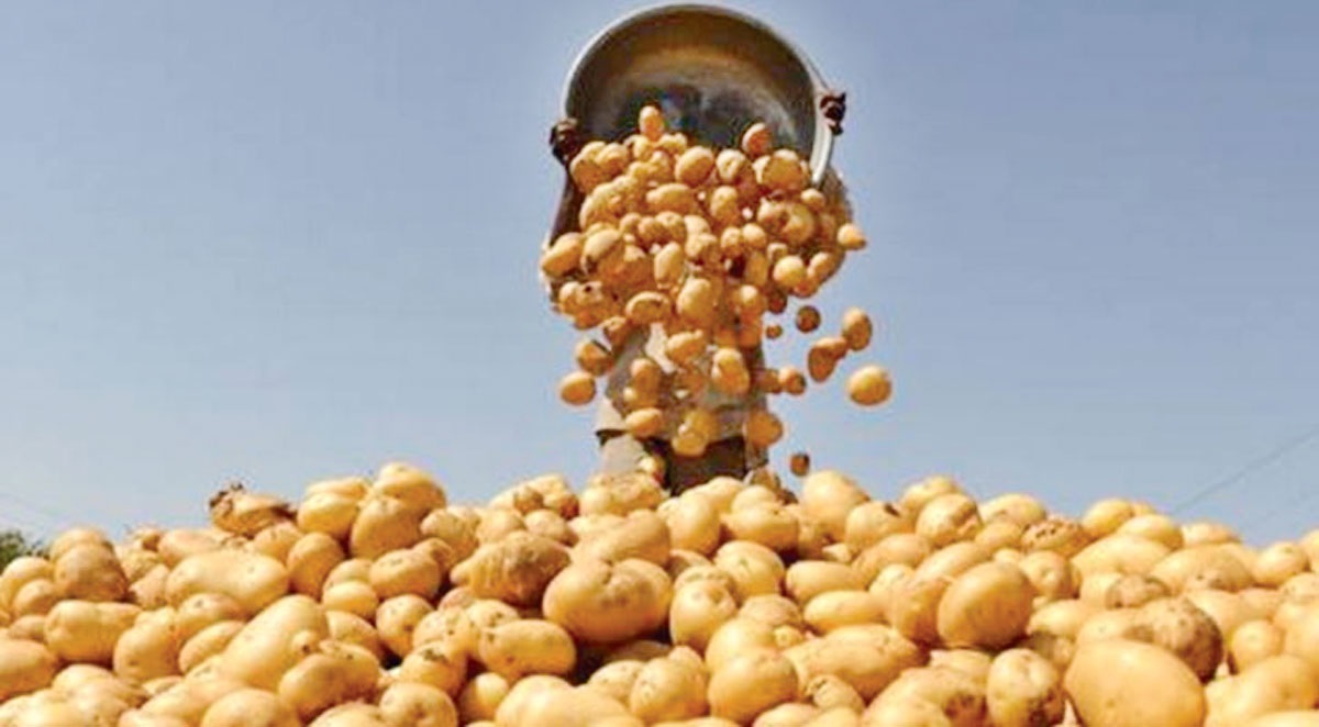 আলুর ক্রমাগত দরপতনে কৃষকের মাথায় হাত