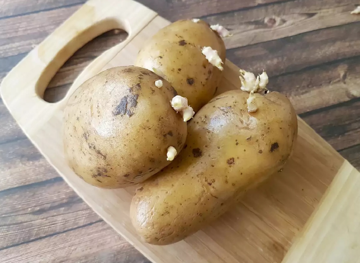 অঙ্কুর গজানো আলু খেলে চলে যেতে পারেন কোমায়!