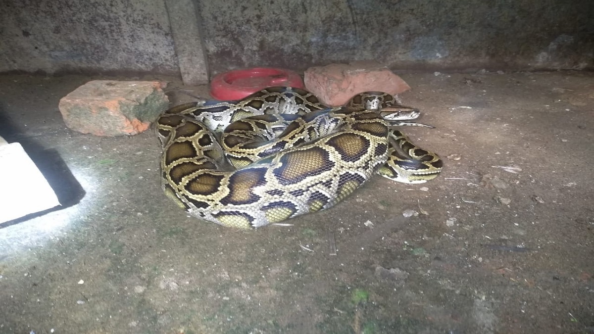 সিলেটে ৩টি অজগর উদ্ধার, সংরক্ষিত বনে অবমুক্ত