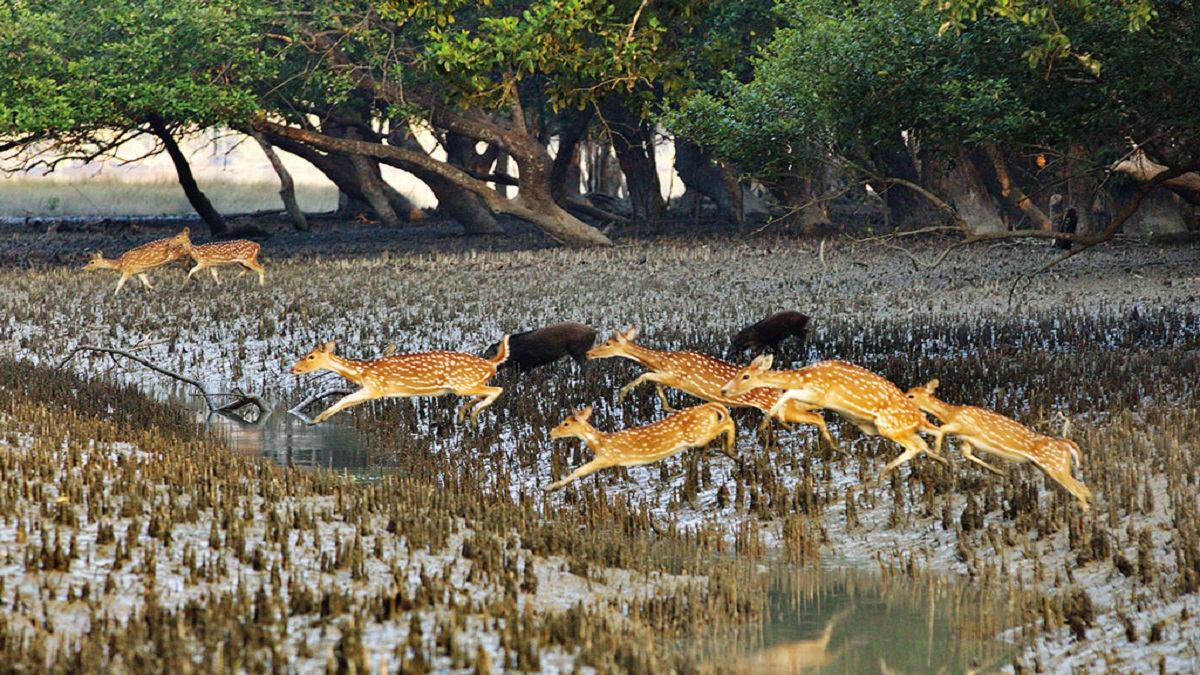 সুন্দরবন আর সৈকত একসাথে দেখার নয়া সুযোগ দিচ্ছে বনবিভাগ