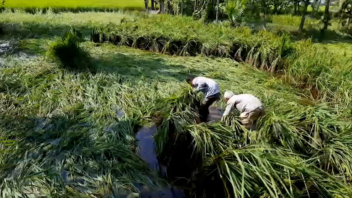 বৃষ্টি আর দমকা বাতাসে ঠাকুরগাঁওয়ের ধানক্ষেত ক্ষতিগ্রস্ত
