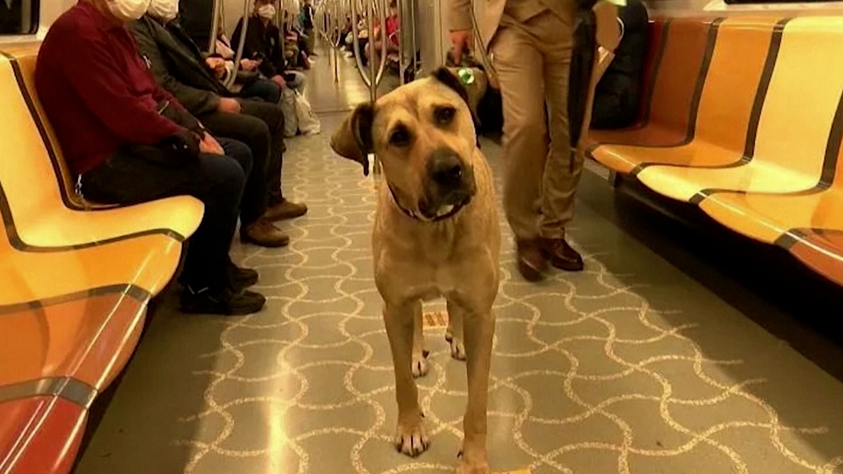 তুরস্কের পর্যটক কুকুরটি