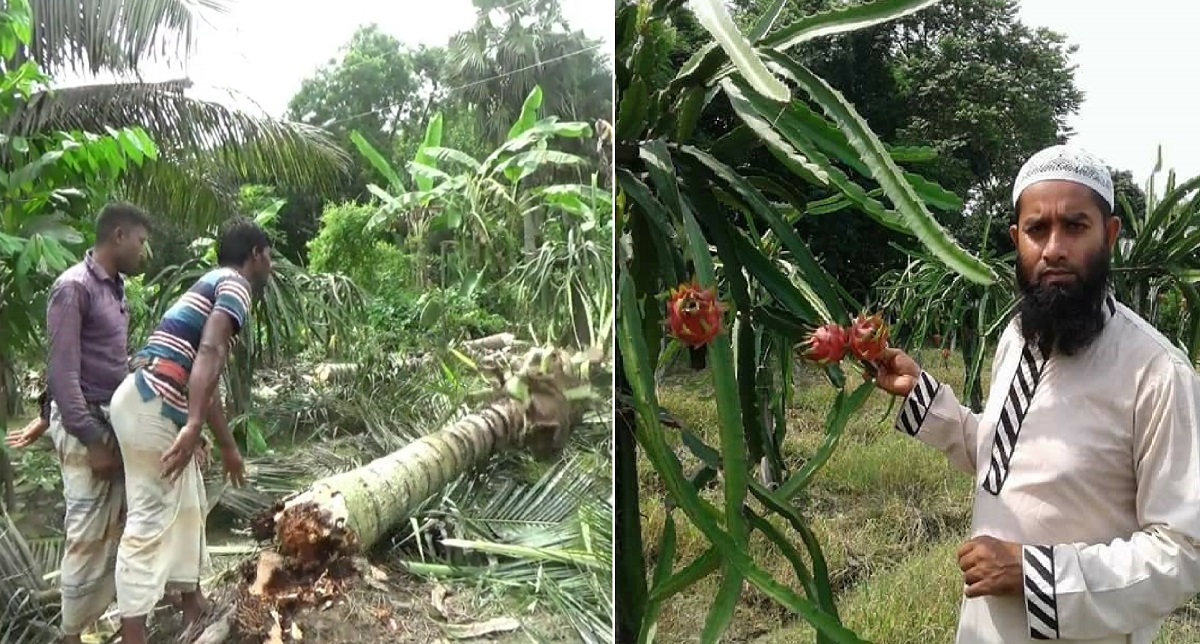 ক্ষোভে নাটোরে শতাধিক ভিয়েতনামী নারিকেল গাছ কেটে ফেললেন কৃষি উদ্যোক্তা
