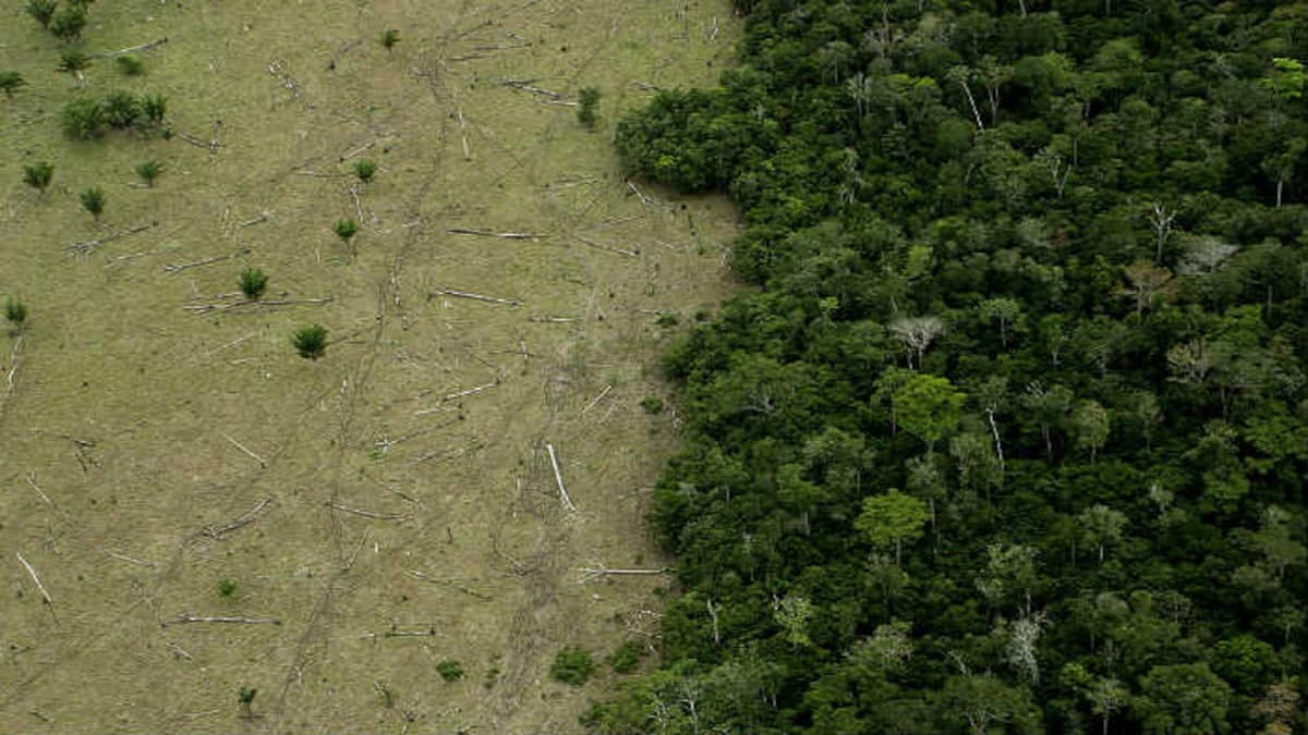 এক বছরেই উজাড় আমাজনের ২২ শতাংশ