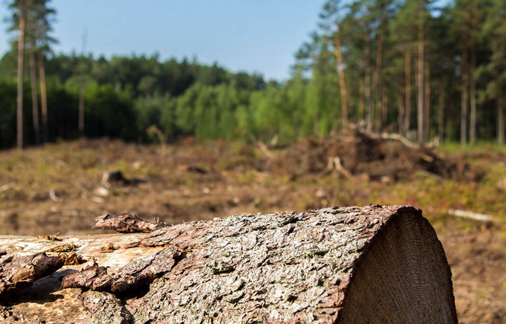 ২০৩০’র মধ্যে বন উজাড় শূন্যে নামিয়ে আনতে সম্মত শতাধিক দেশ