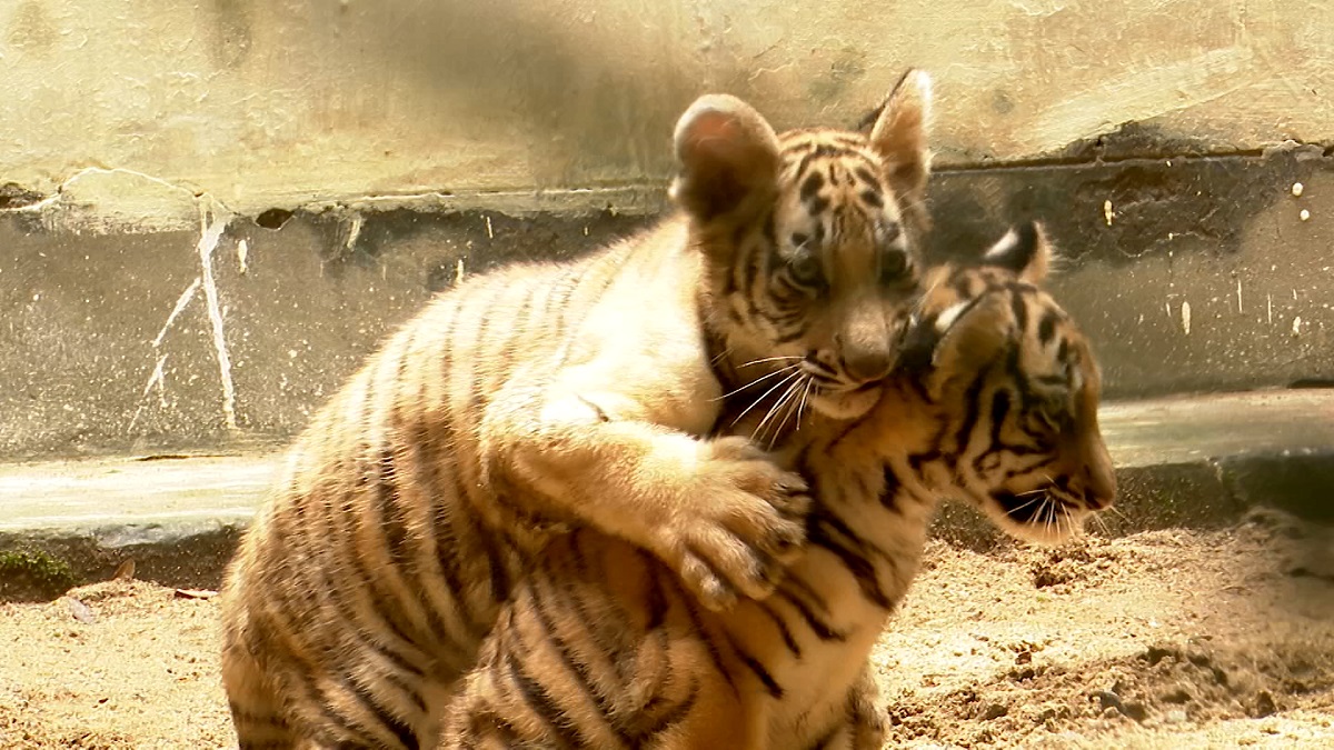 চিড়িয়াখানার সেই বাঘশাবক দুর্জয় ও অবন্তিকা মারা গেছে