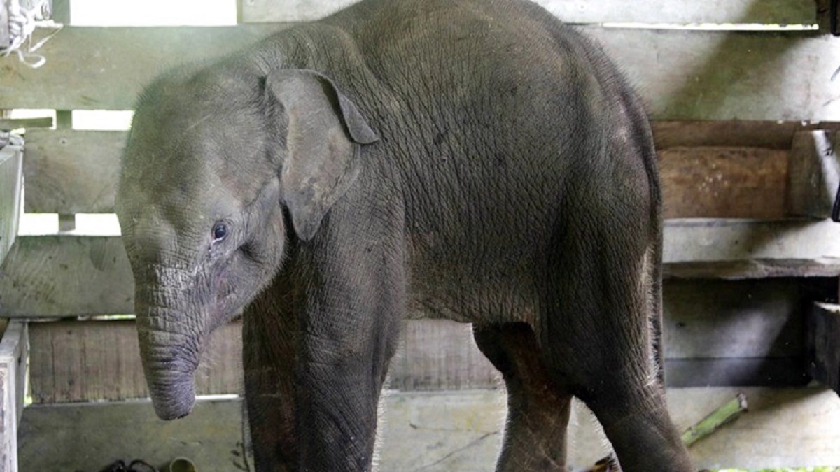 মারা গেলো শিকারের ফাঁদে অর্ধেক শুঁড় হারানো ছোট্ট হাতিটি