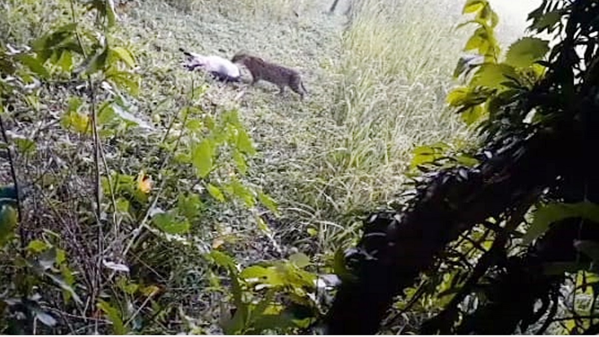 কুলাউড়ায় বাঘ আতঙ্কে ৪ গ্রামের মানুষ