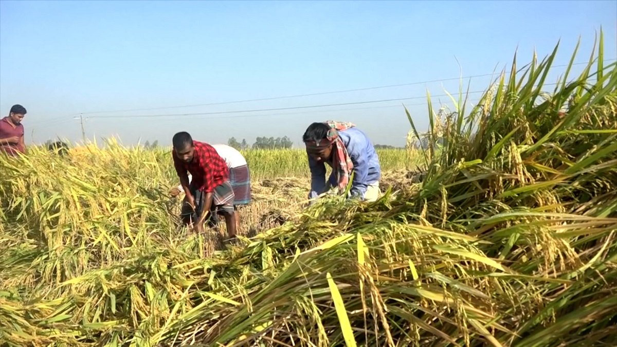 এসেছে অগ্রহায়ণ, এসেছে নবান্ন