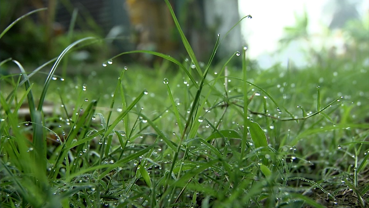 ঘাসের গায়ে জমছে শিশির