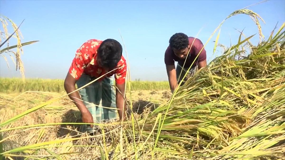 উত্তরের বিভিন্ন জেলায় শুরু হয়েছে আমন ধান কাটা-মাড়াই