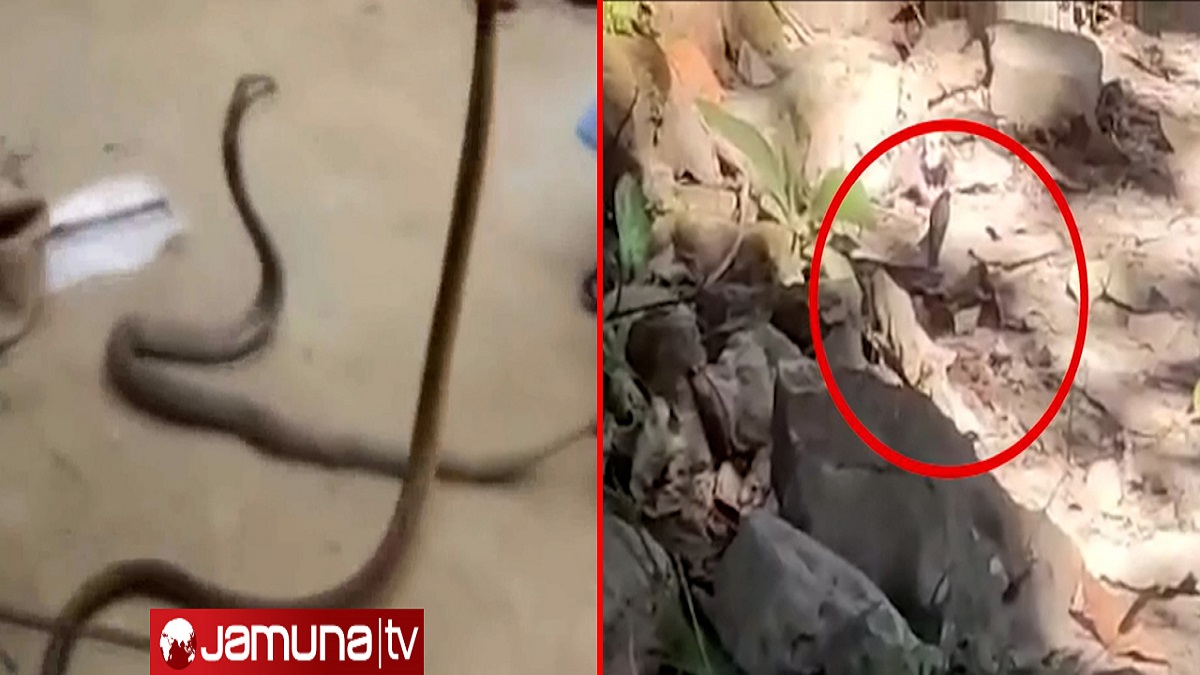 ব্রাহ্মণবাড়িয়ার রাস্তায় বের হলেই দেখা মিলতে পারে গোখরা সাপের সাথে