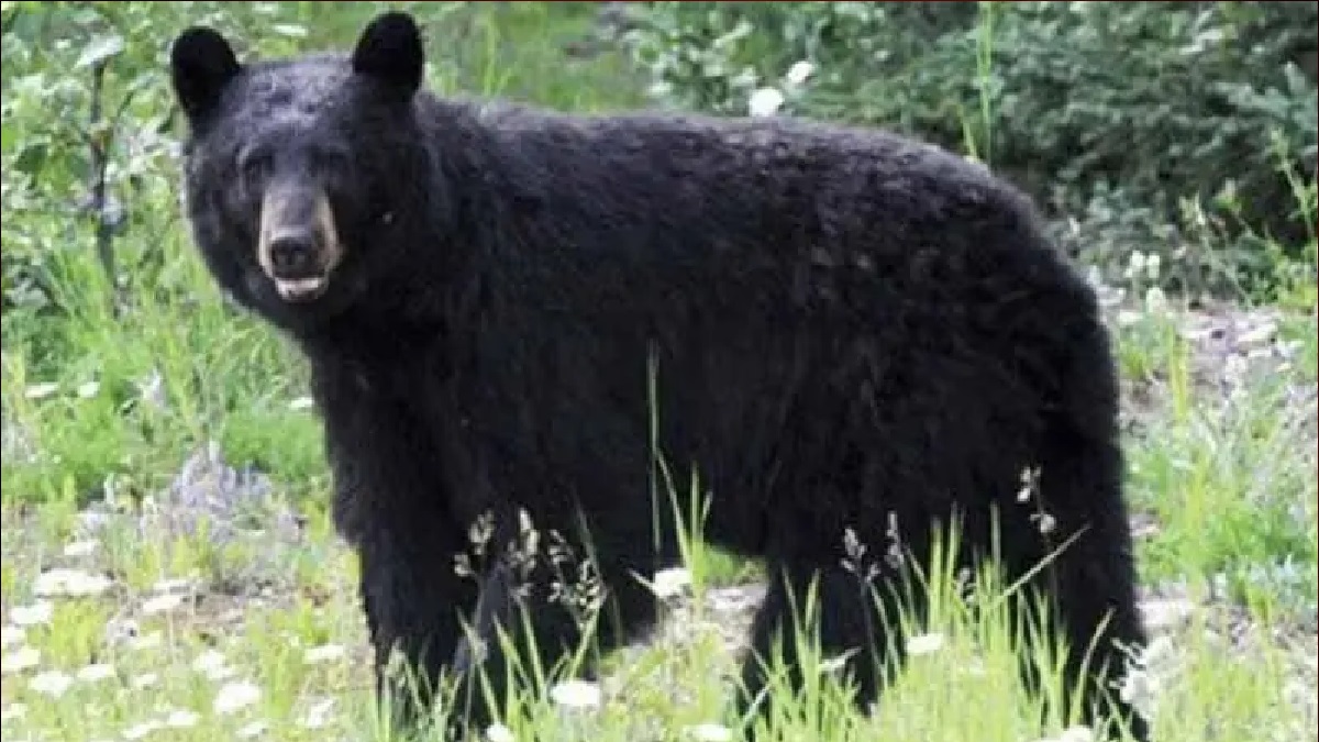 ভাল্লুকের সাথে সেলফি তুলতে গিয়ে প্রাণ গেলো যুবকের