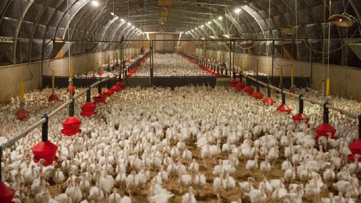 কৃষকদের হাঁস-মুরগী ঘরের ভিতরে রাখার নির্দেশ দিয়েছে ফ্রান্স