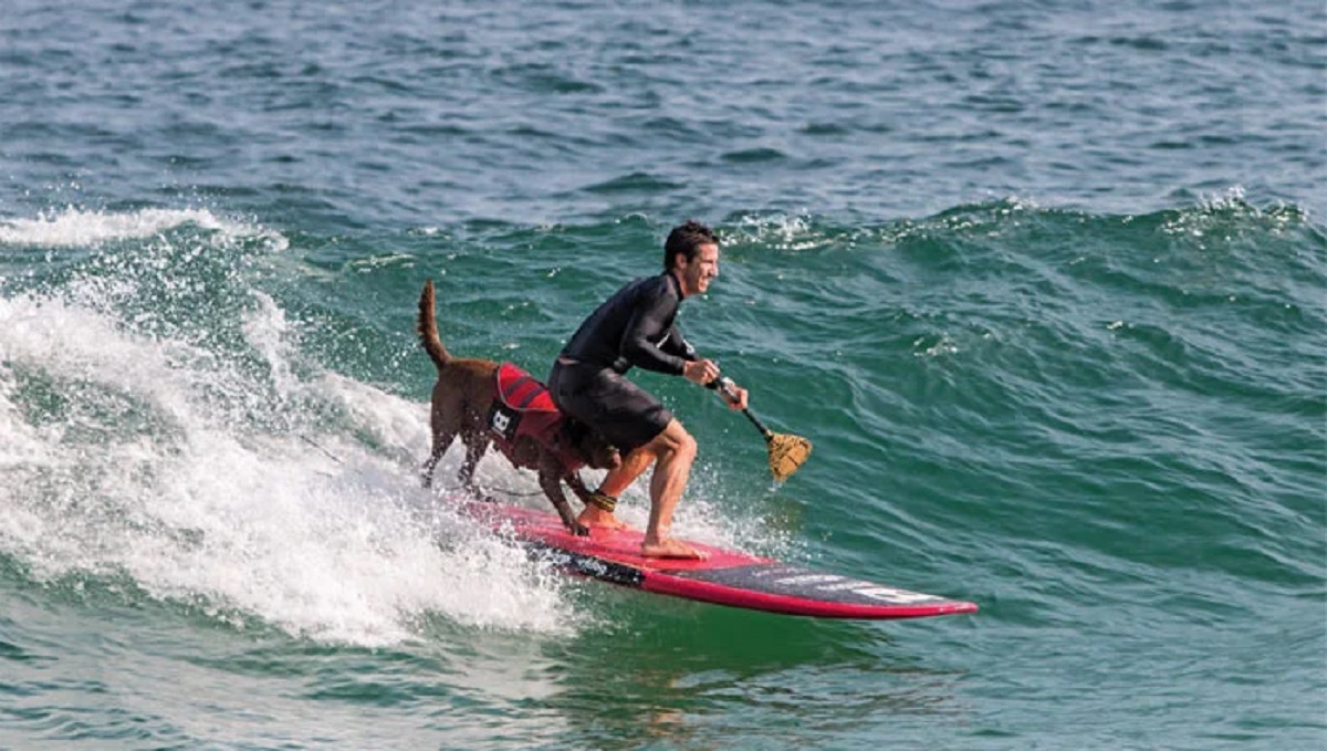 সার্ফিং প্রতিযোগিতায় মানুষের সাথে কুকুর