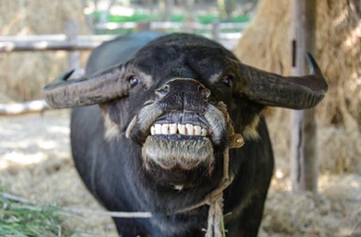 মহিষের নামে মামলা করতে থানায় হাজির কৃষক!