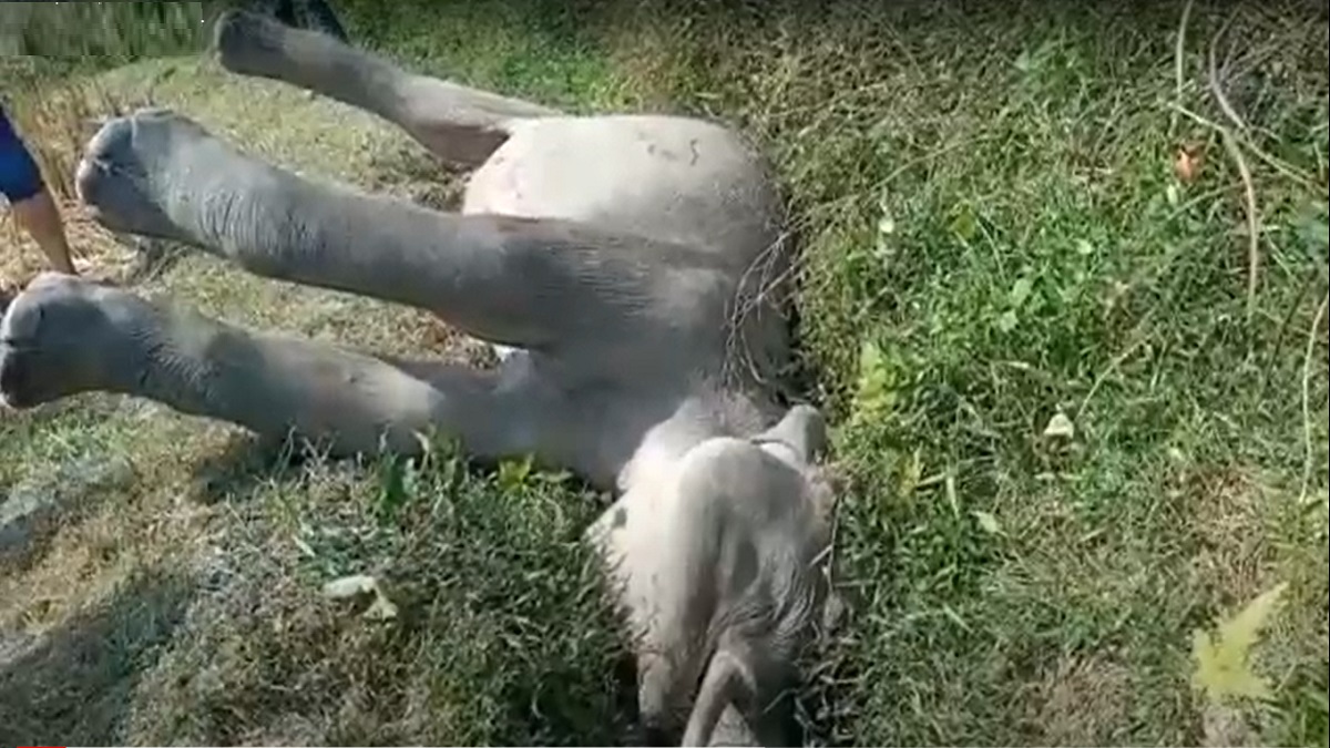 কক্সবাজারে আবারও বৈদ্যুতিক শকে হাতির মৃত্যু