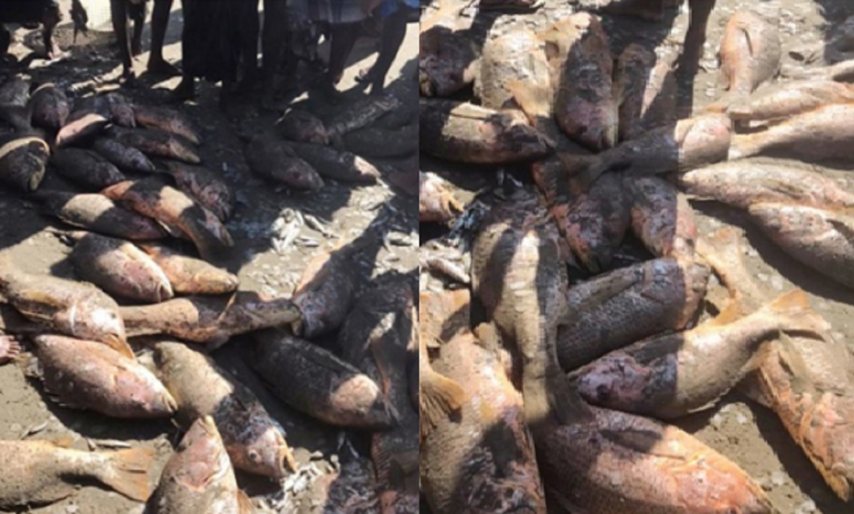 এক জালে ধরা পড়লো ৯০টি লাল কোরাল, ৩ লাখে বিক্রি