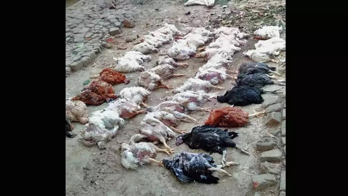 বিয়ের অনুষ্ঠানের গানের শব্দে হার্ট অ্যাটাকে মারা গেলো ৬৩ মুরগি