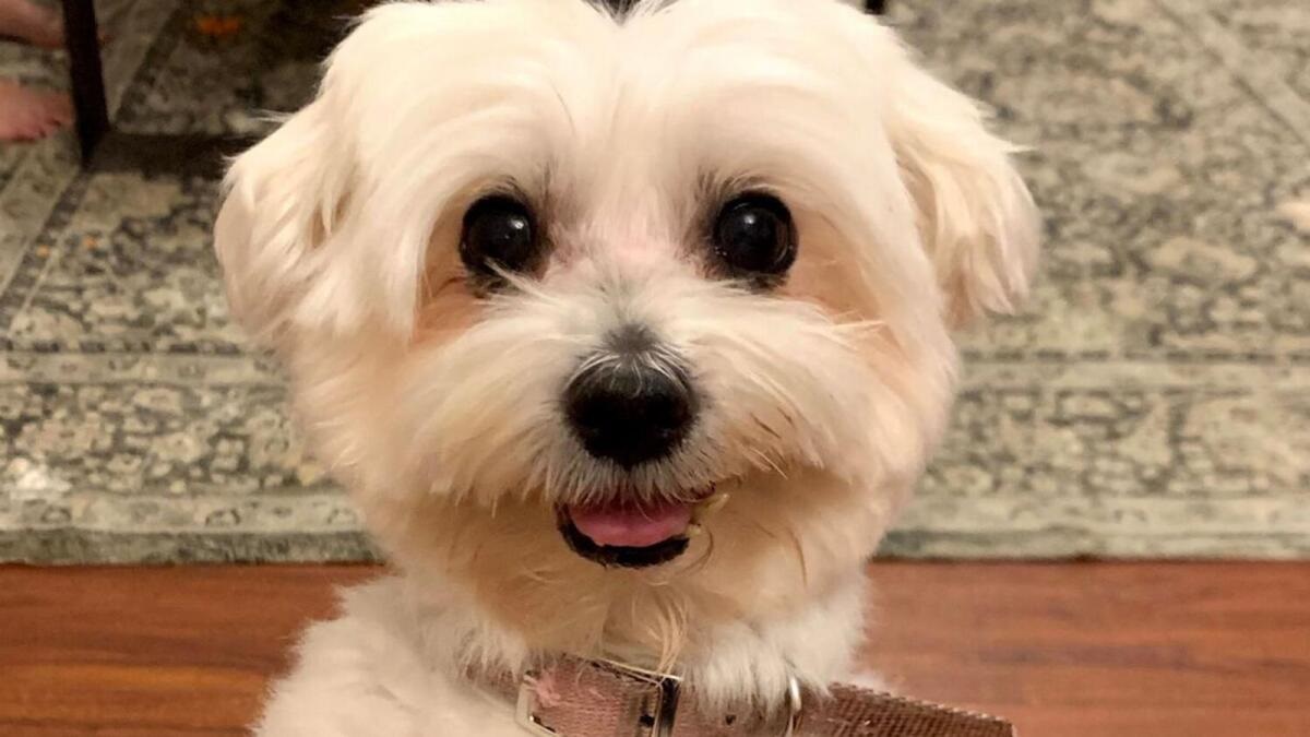 হারিয়েছে সাধের কুকুর, ফিরিয়ে দিলেই লাখ টাকা!