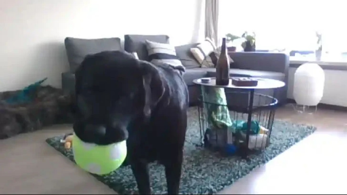 এবার কুকুরের জন্য তৈরি হলো ফোন