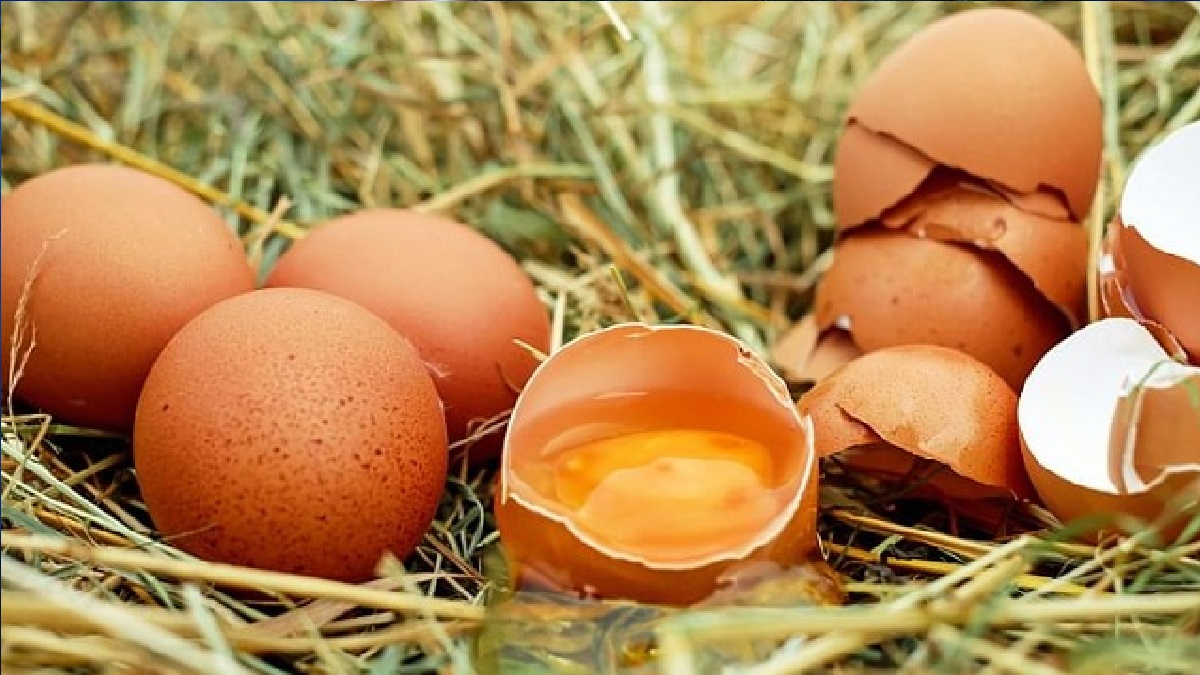 ঋতু বদলের সর্দিকাশি থেকে বাঁচাতে পারে ডিম