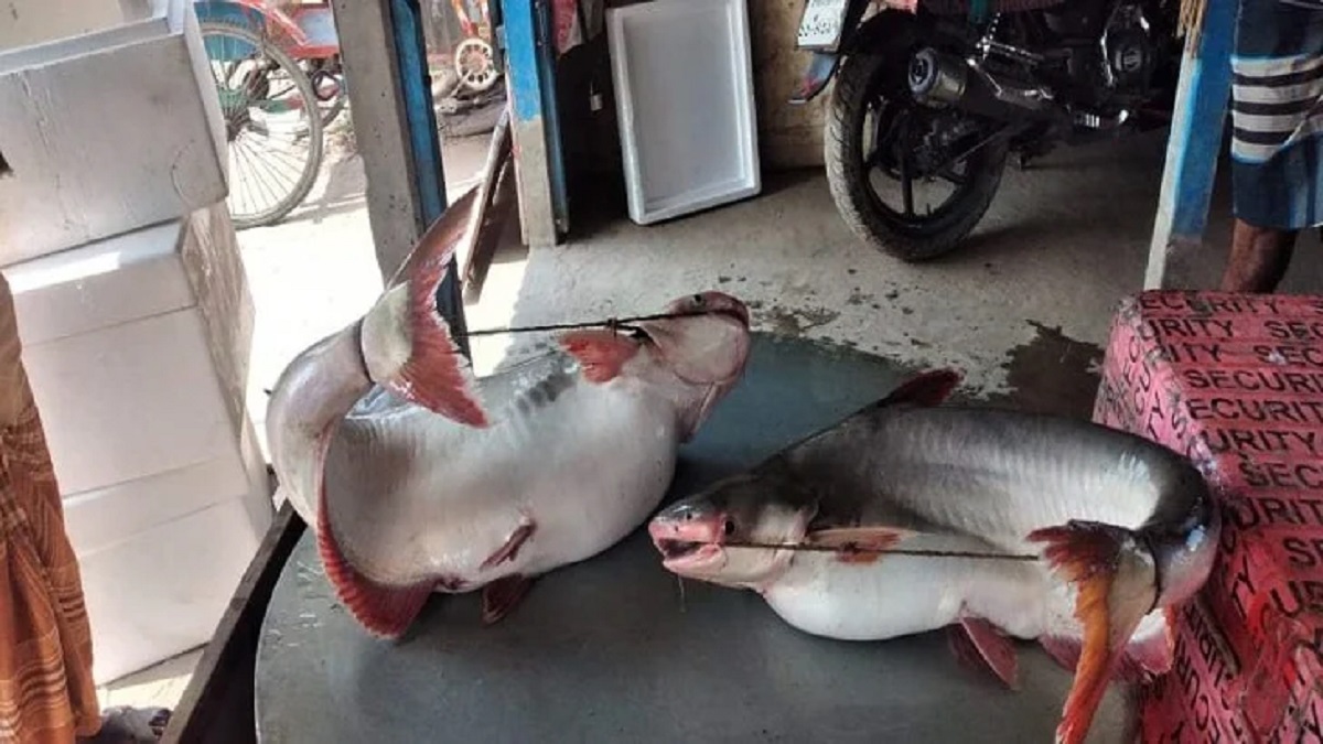 রাজবাড়ীতে দুটি পাঙ্গাস বিক্রি হলো ৫২ হাজার টাকায়