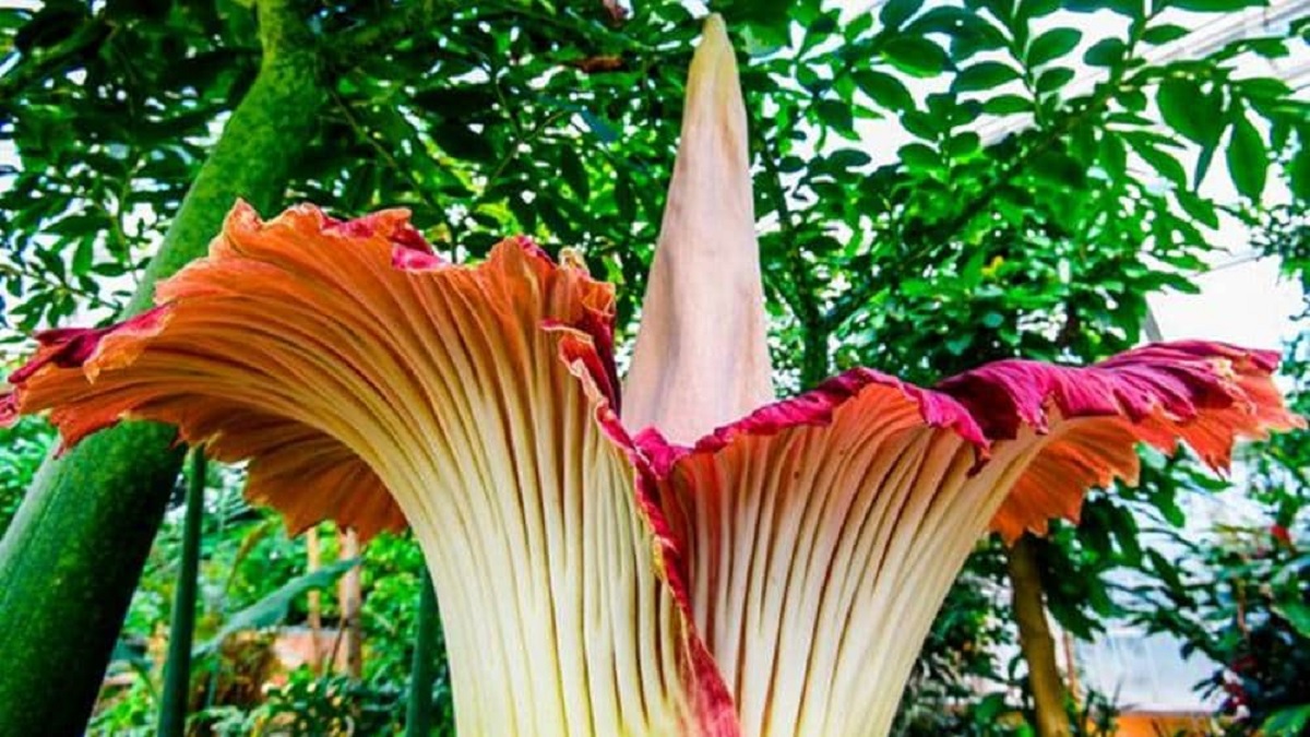 ১০ বছরে একবার ফোটে যে ফুল, দেখতে টিকিটের হাহাকার