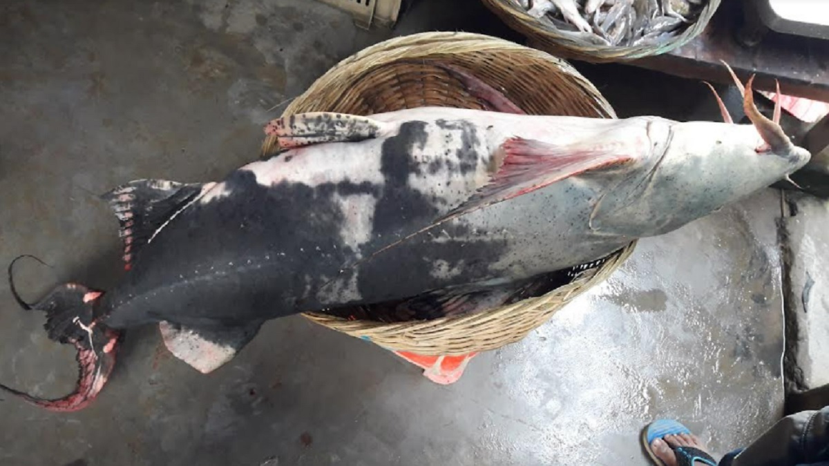 ফরিদপুরের পদ্মায় ধরা পড়লো ৩৪ কেজির বাঘাআইড়