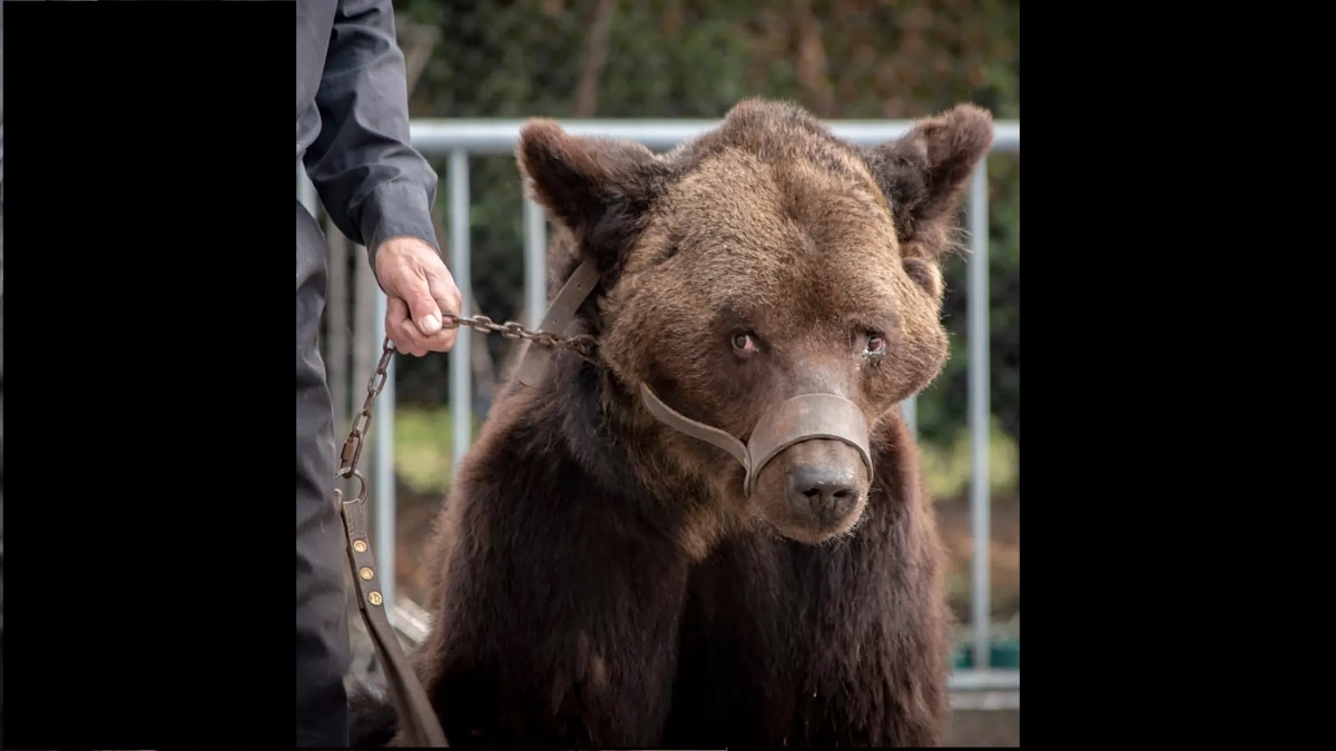 ফ্রান্সে প্রাণী নির্যাতন বন্ধে আইন পাস