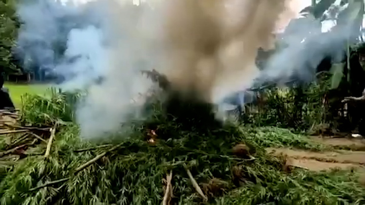 রাঙ্গামাটিতে ৫ একর গাঁজার বাগান পুড়িয়ে দিলো র্যাব