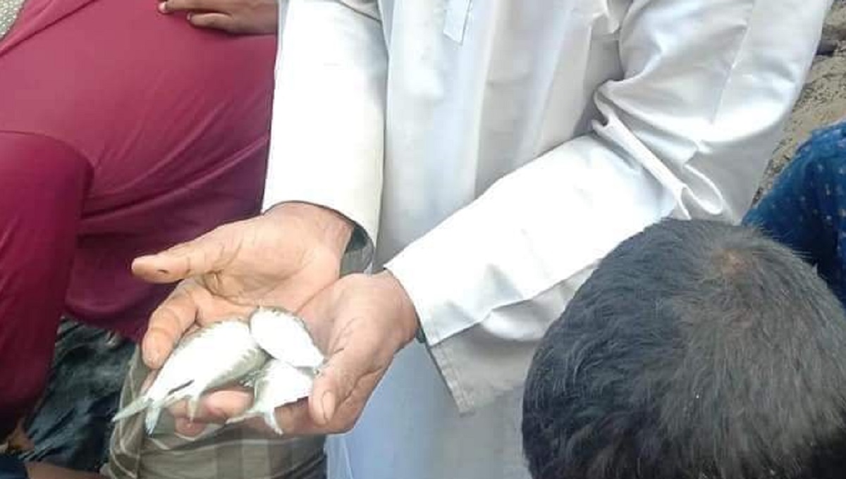 লক্ষ্মীপুরে পুকুরে ধরা পড়েছে ১০টি ইলিশ !