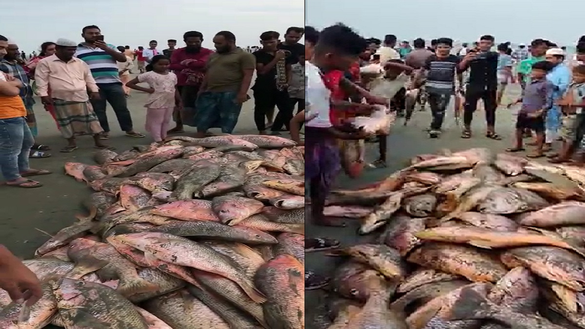 টেকনাফে ধরা পড়লো ৭ লাখ টাকার কোরাল মাছ!